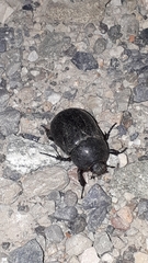 Pentodon bidens punctatus