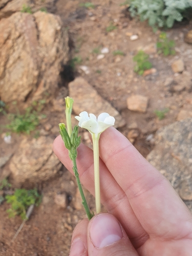 Image of Nicotiana megalosiphon by (c) maxark, some rights reserved (CC BY)