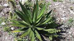 Agave obscura