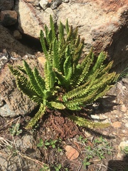 Polystichum lemmonii