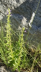 Stemodia durantifolia