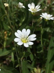 Cerastium arvense strictum
