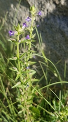 Stemodia durantifolia