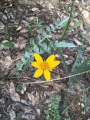 Balsamorhiza sericea