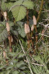 Equisetum arvense