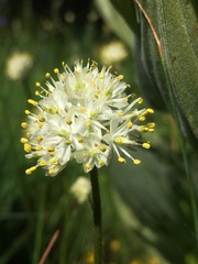 Triantha occidentalis