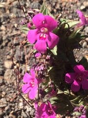 Diplacus cusickioides