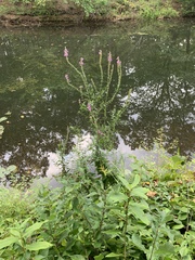 Lythrum salicaria