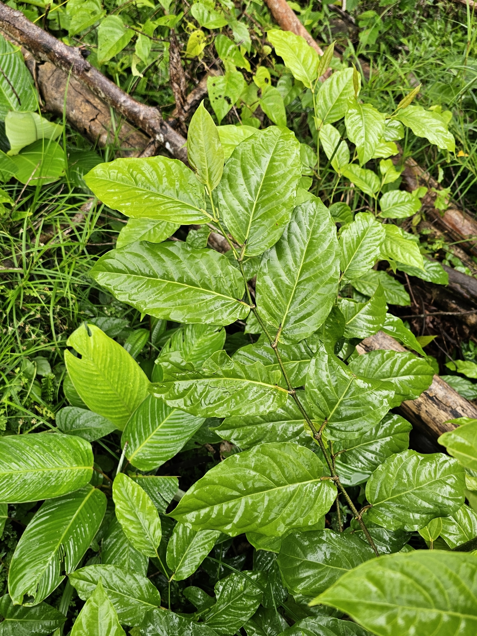 Imagem de Pimenta-de-macaco