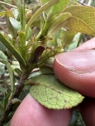 Symplocos theiformis, photograph 4