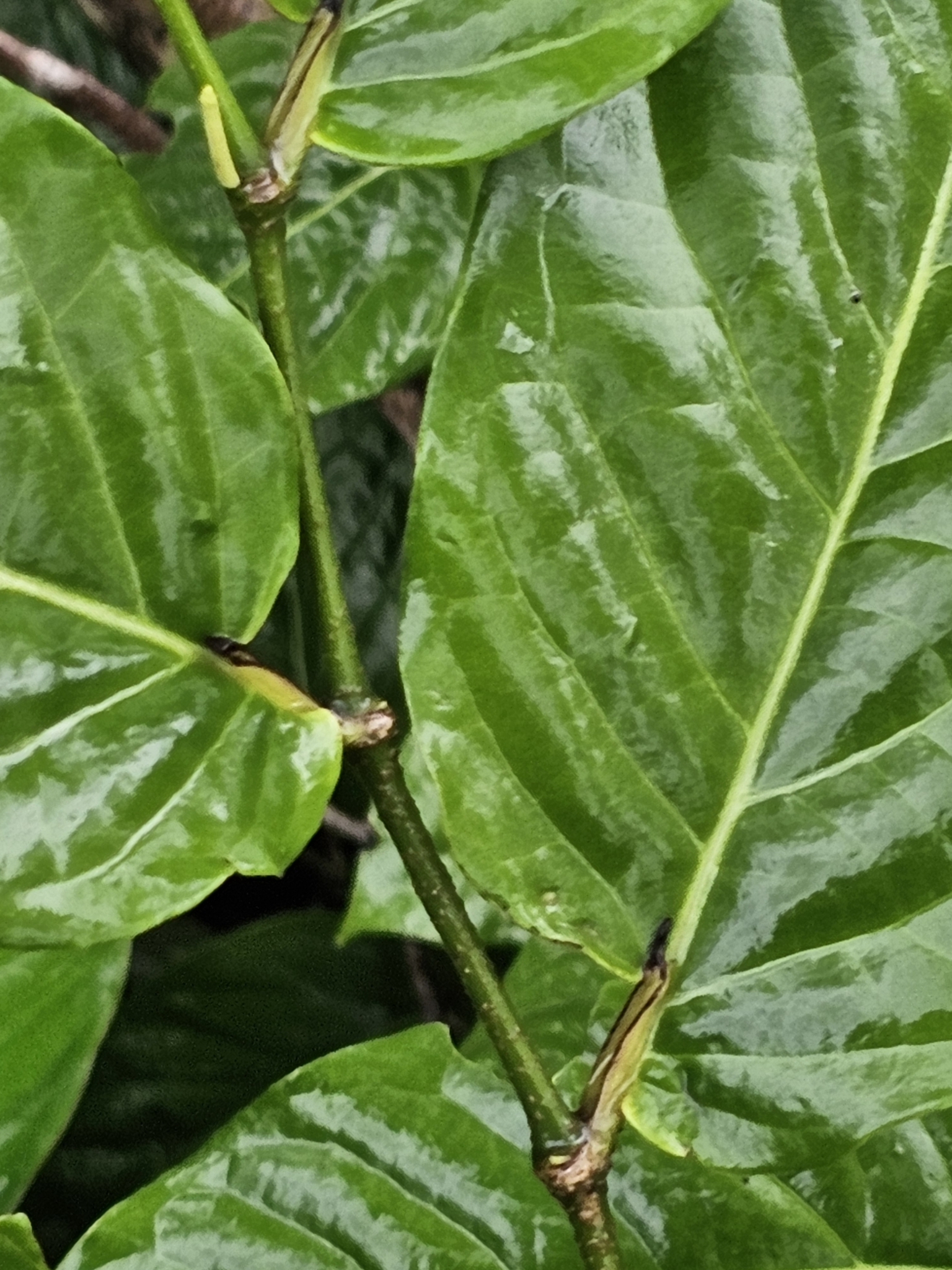 Imagem de Pimenta-de-macaco