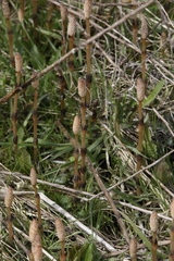 Equisetum arvense