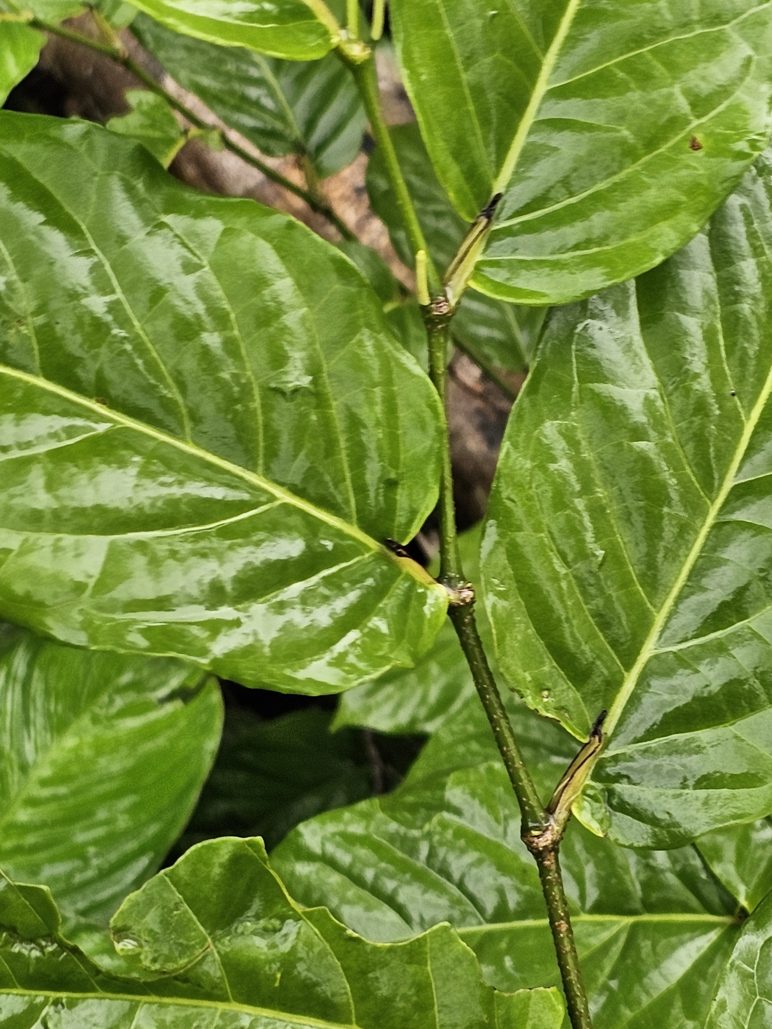 Imagem de Pimenta-de-macaco