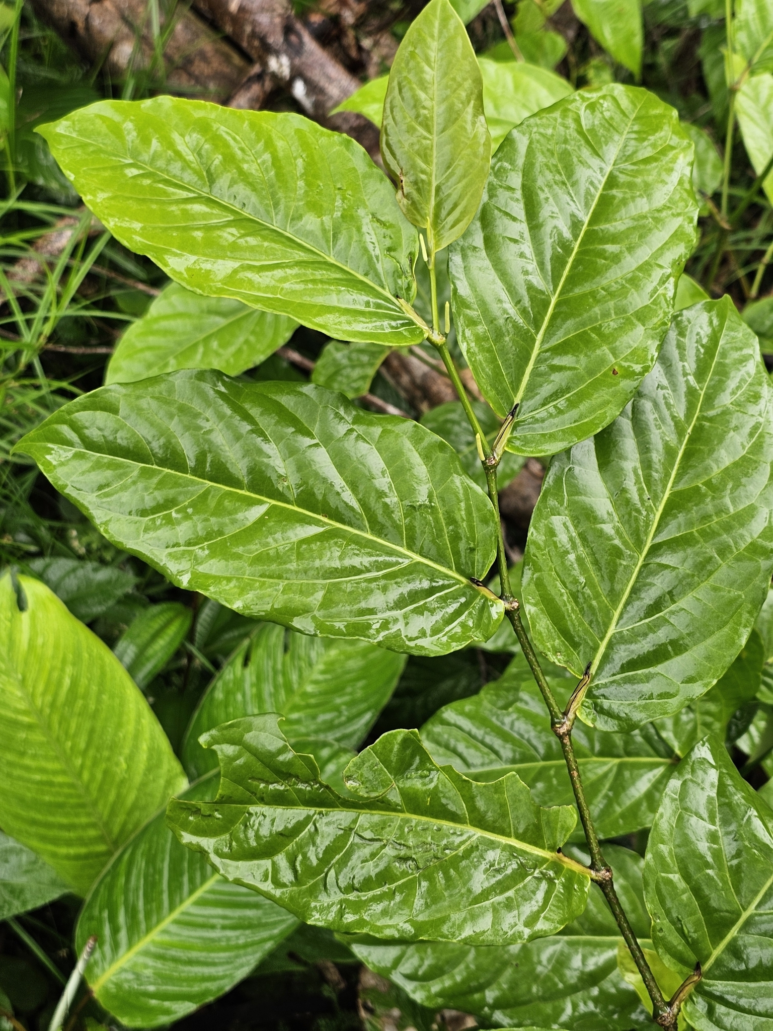 Imagem de Pimenta-de-macaco