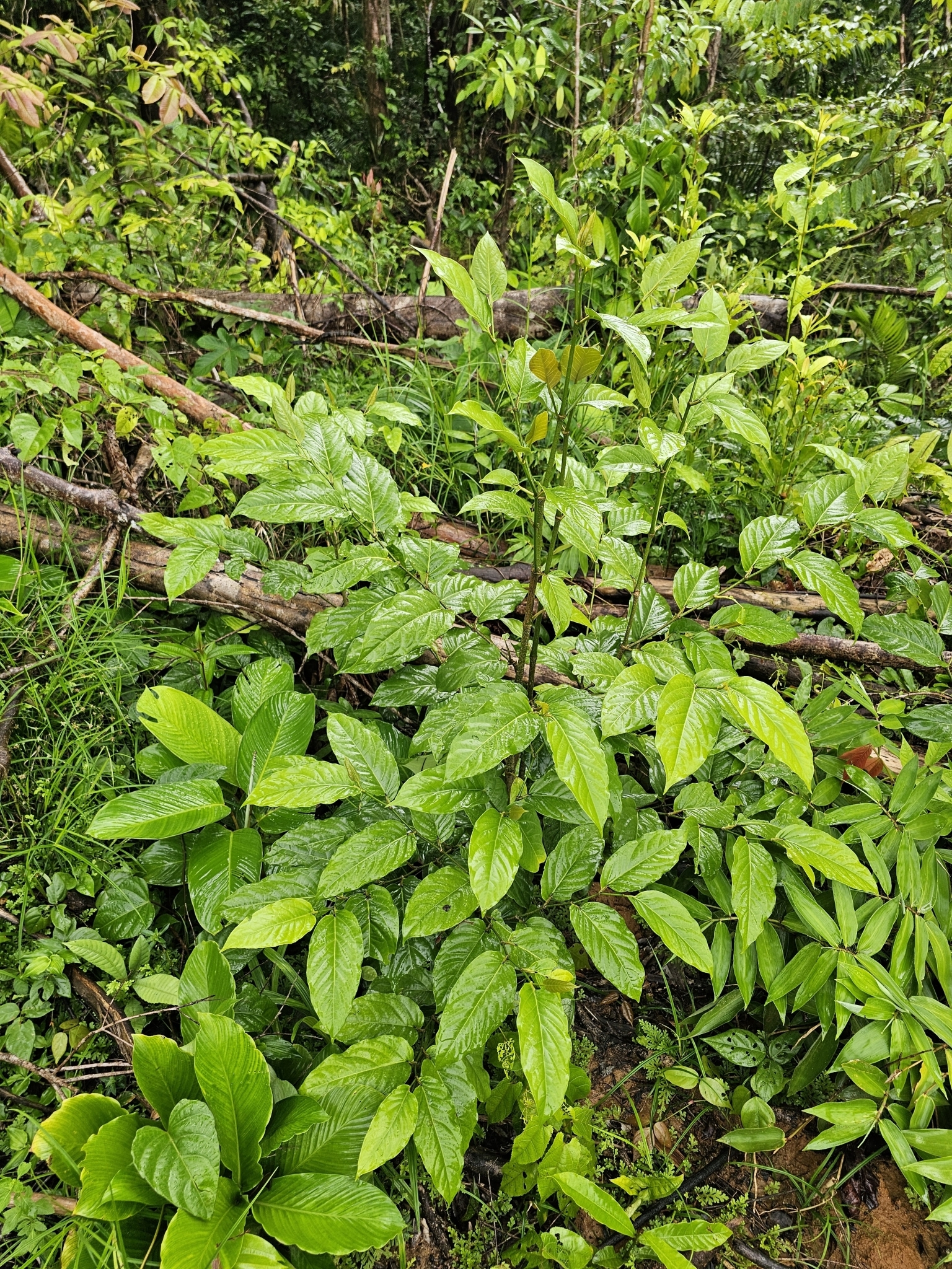 Imagem de Pimenta-de-macaco