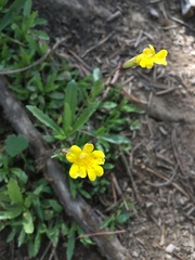 Erythranthe linearifolia