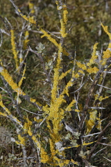 Xanthoria parietina