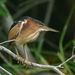 Least Bittern - Photo (c) Mikael Behrens, some rights reserved (CC BY-NC), uploaded by Mikael Behrens