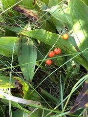 Convallaria