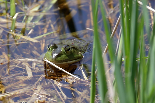 American Bullfrog photographed in Wisconsin