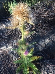 Cirsium eatonii