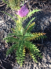 Cirsium eatonii