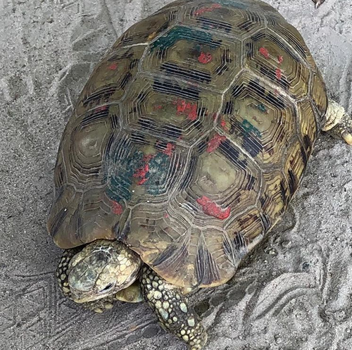 Bell’s Hingeback Tortoise, Kinixys nogueyi