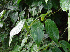 Piper aequale