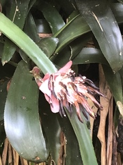 Billbergia pyramidalis