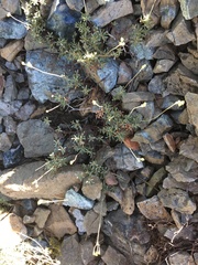Eriogonum congdonii
