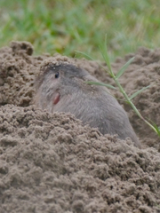 Geomys personatus