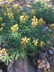 Lupinus croceus