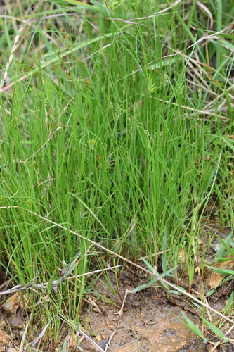 Bulbostylis densa iNat (2)