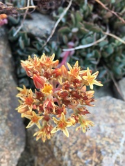 Sedum kiersteadiae