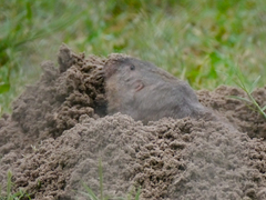 Geomys personatus