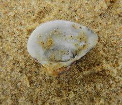 Anomalocardia flexuosa