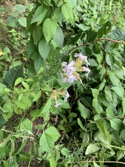 Saponaria officinalis