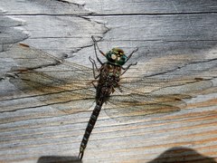 Aeshna canadensis
