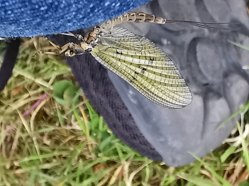 Green drake mayfly