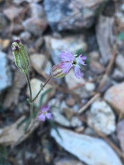 Silene grayi