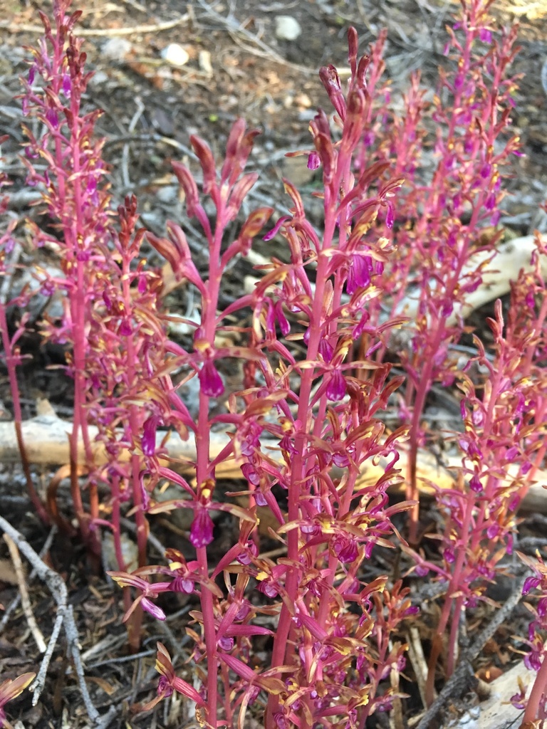 Corallorhiza mertensiana