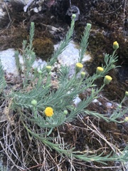 Erigeron reductus reductus