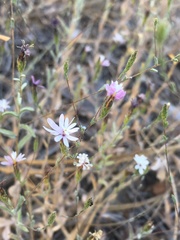 Lessingia nemaclada