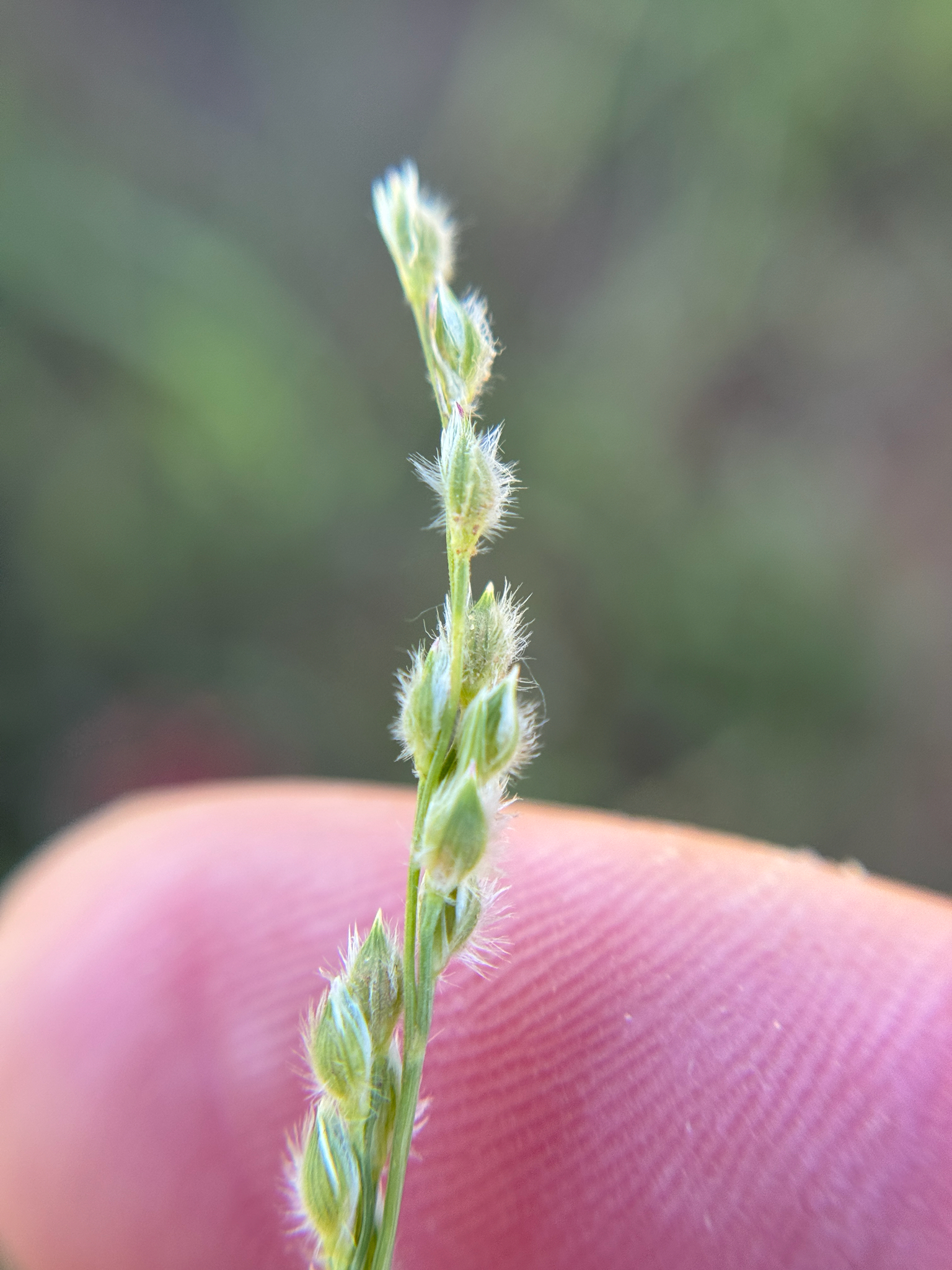 Urochloa ciliatissima