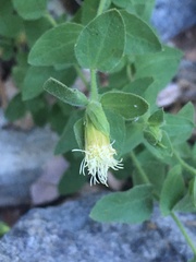 Brickellia greenei