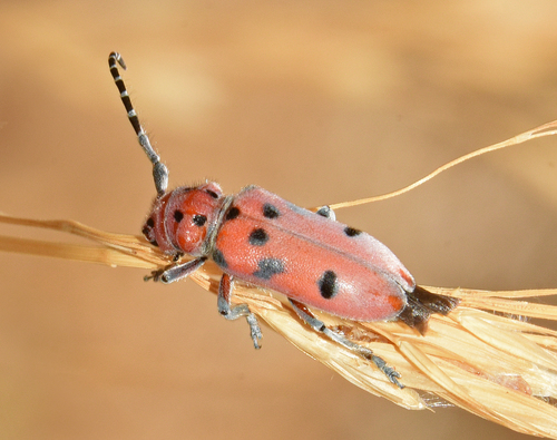 Red-femured Milkweed Borer
