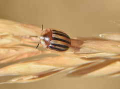 Agroiconota bivittata