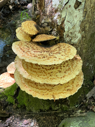 Dryad's Saddle