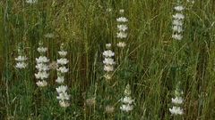 Lupinus microcarpus