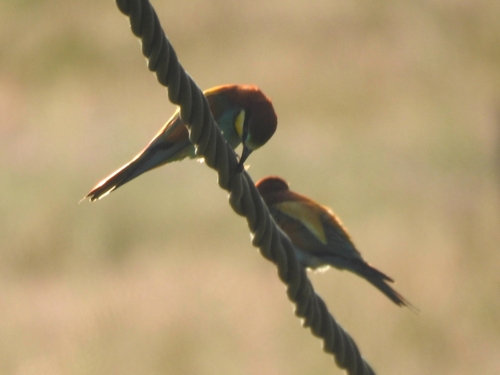 Abejaruco europeo (Merops apiaster)
